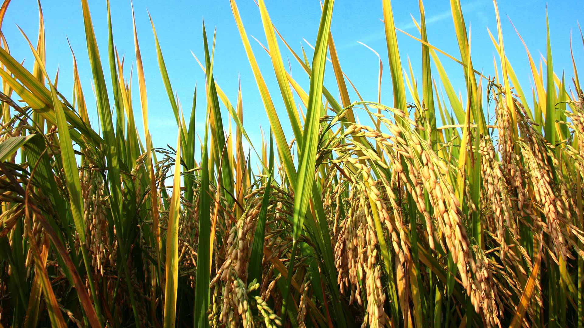 濰坊晶園肥料有限公司_專注肥料生產銷售